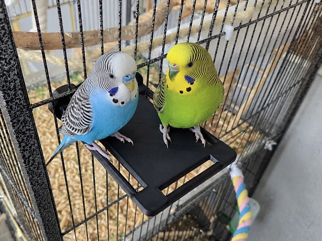Plateforme perchoir pour perruches - Pet Print