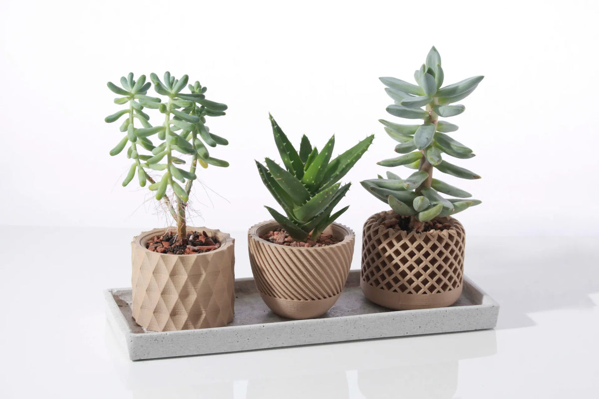 Pot de plante succulent géométrique moderne - Jardin Print