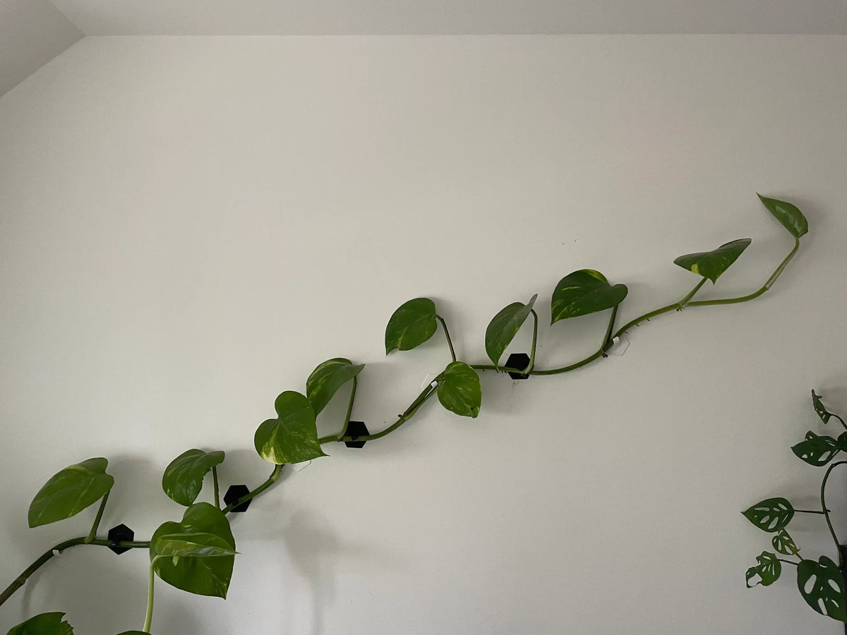 Crochets muraux hexagonaux pour plantes grimpantes - Jardin Print