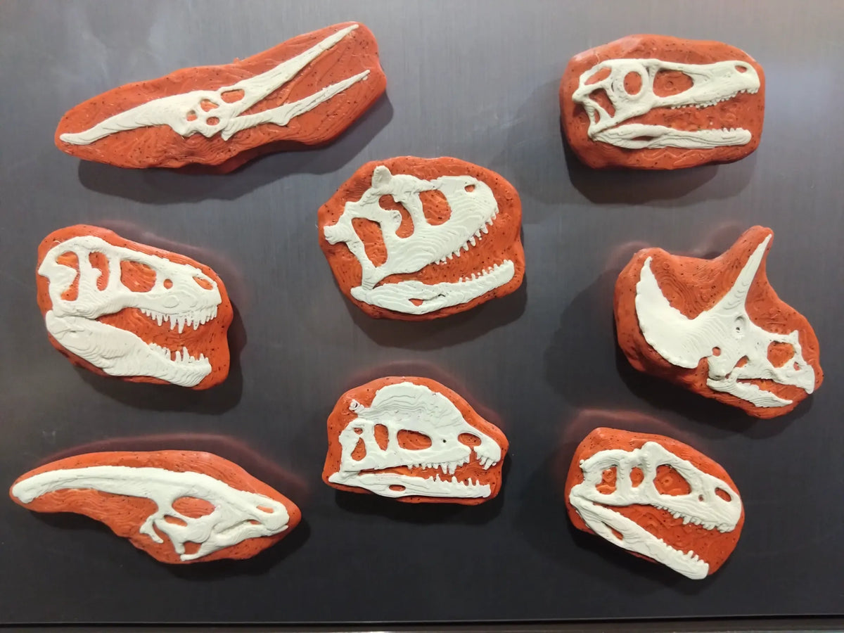 Crânes de dinosaures fossilisés aimantés - Maquette Print