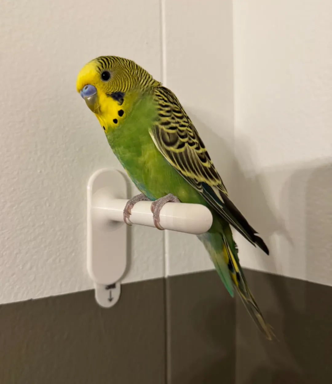 Perchoir pour petit oiseau - Pet Print