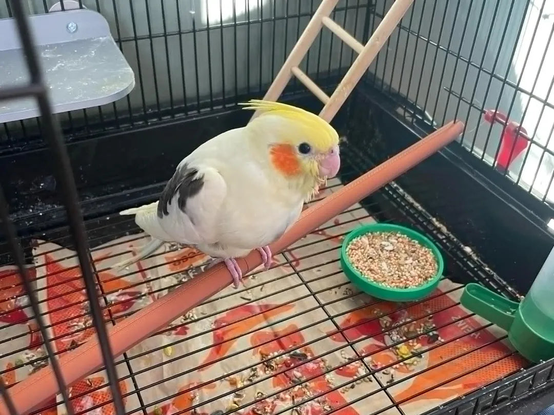 Perchoir pour cage à oiseaux - Pet Print