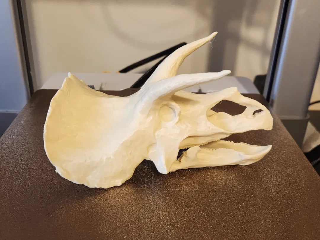 Crâne de dinosaure Tricératops - Maquette Print