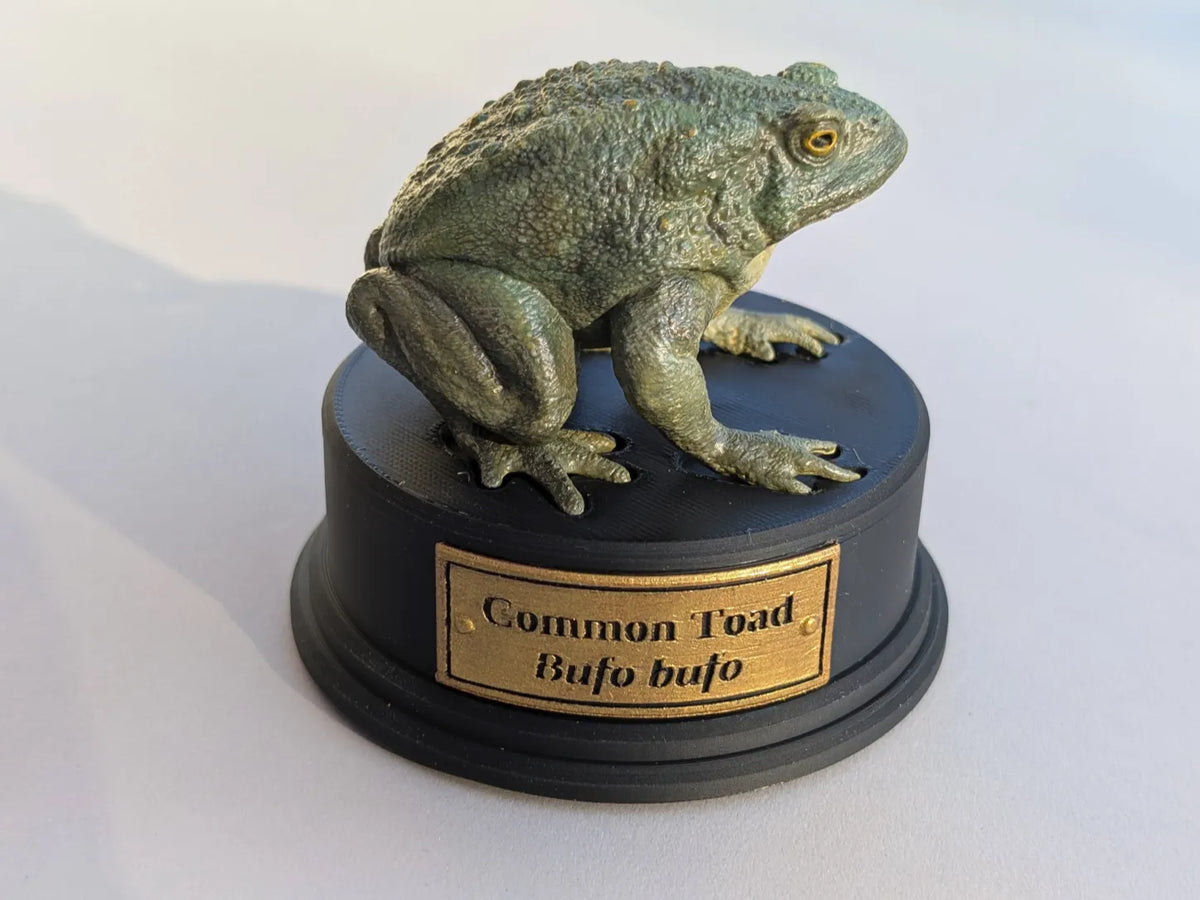 Crapaud réaliste et socle d'exposition - Art Print