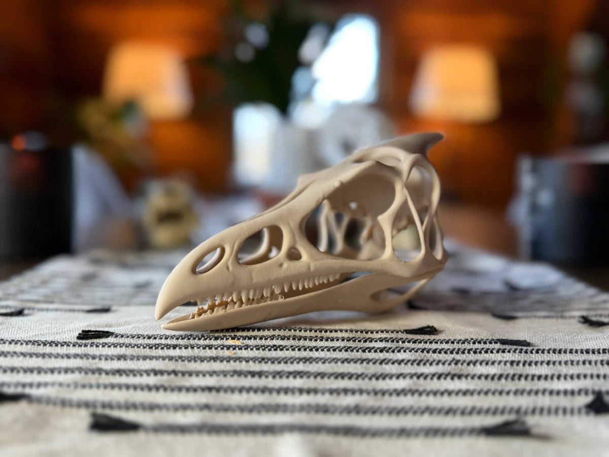 Crâne de ptérodactyle fossile - Maquette Print