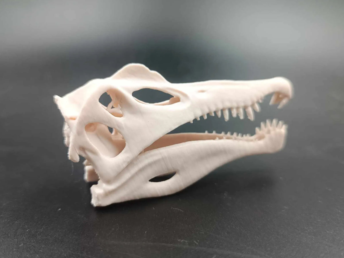 Crâne de Spinosaurus - Fossile de dinosaure - Maquette Print