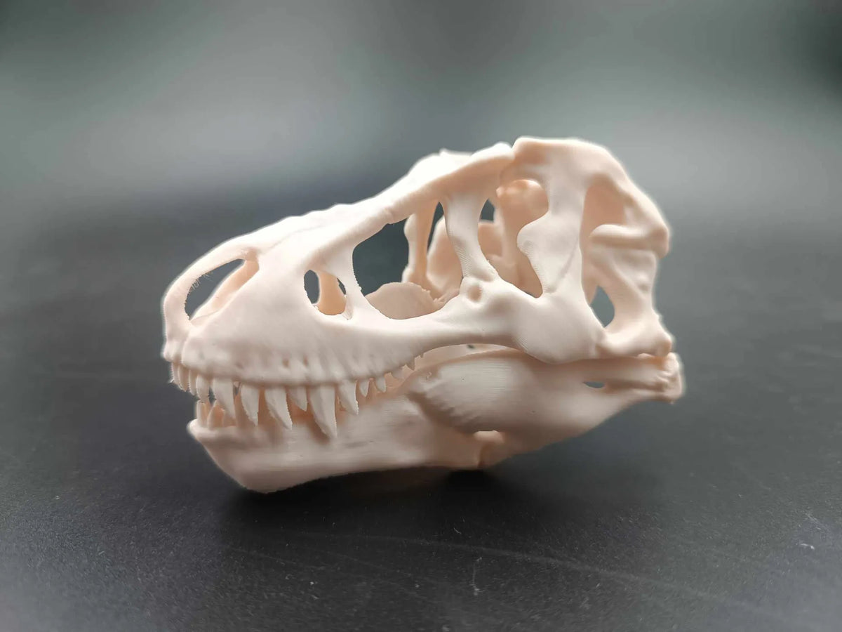 Crâne de dinosaure Tyrannosaurus Rex T-Rex - Maquette Print