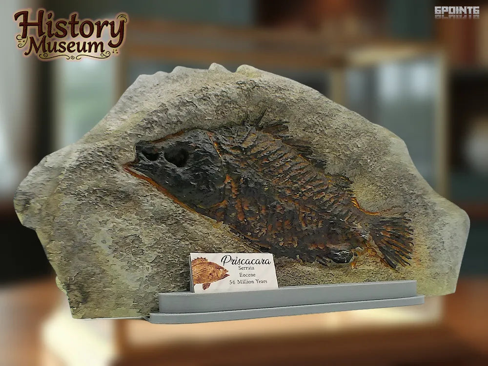 Musée d'Histoire - Énorme Fossile de Priscacara Serrata - Maquette Print