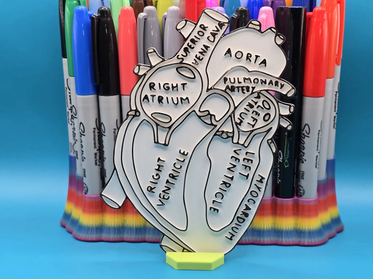 Anatomie Cœur Coloriage Artisanat Éducation - Science Print