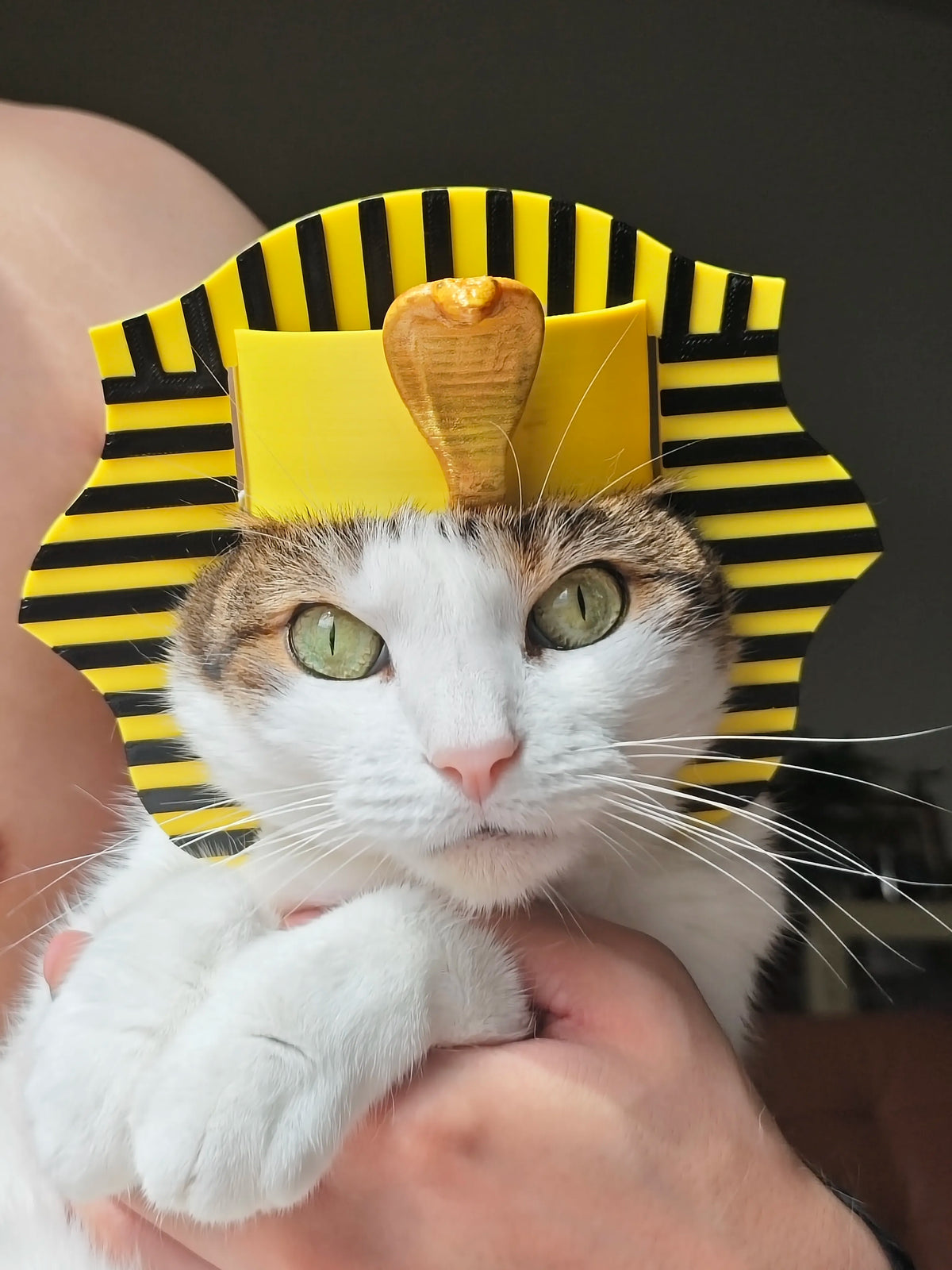 Chapeau de chat égyptien / Chapeau de sphinx / Costume d'Halloween - Maquette Print
