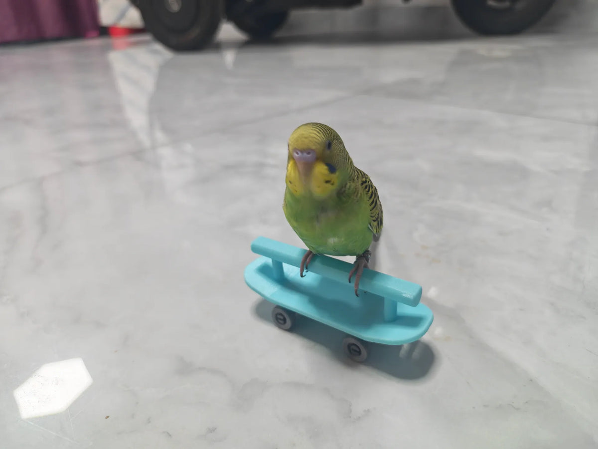 Skateboard de doigt pour perruche - Vélo Print