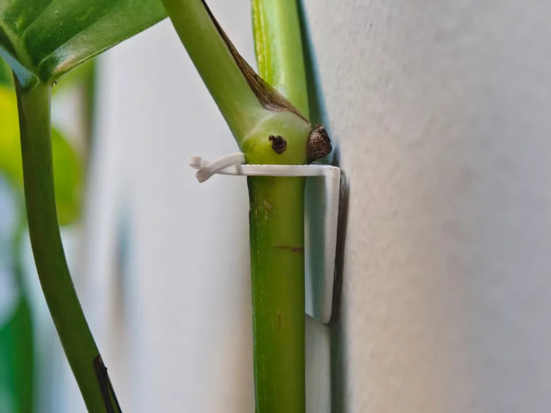 Clip mural minimaliste pour plantes grimpantes & Pothos - Outdoor Print