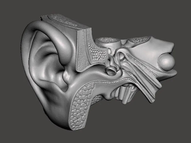 Oreille humaine agrandie, modèle anatomique de l'oreille en 3 parties - Science Print