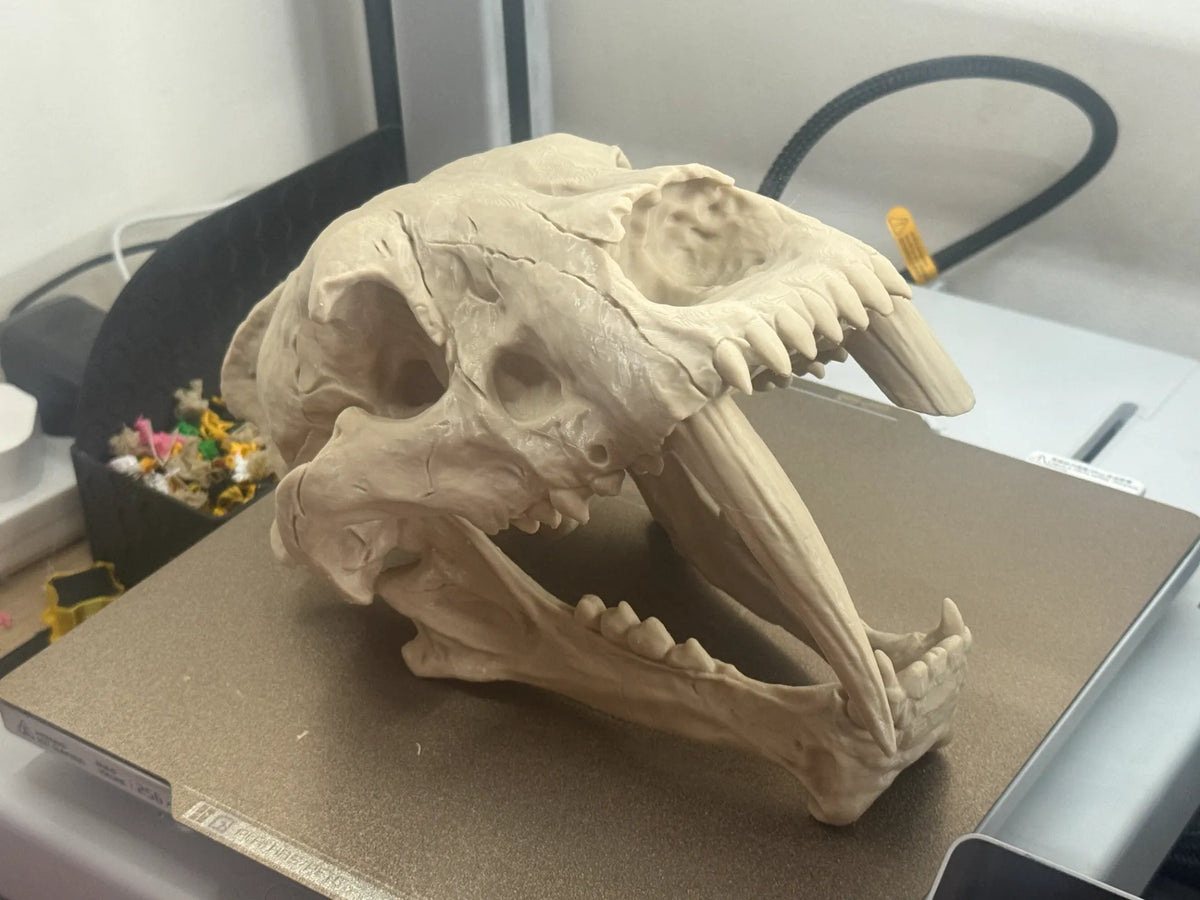 Crâne de tigre à dents de sabre (Smilodon) – Réaliste - Science Print