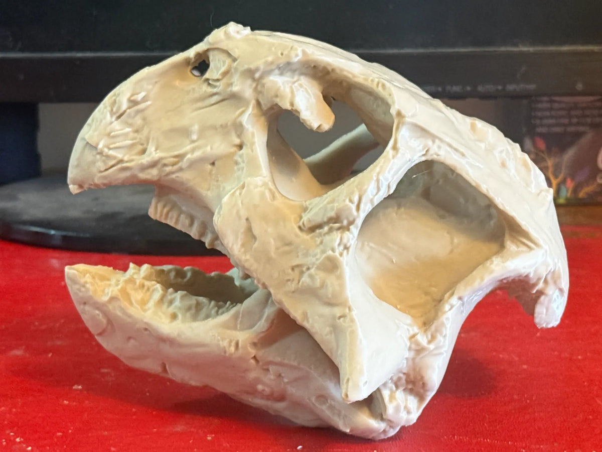 Crâne de Psittacosaurus – Dinosaure à bec de perroquet - Maquette Print