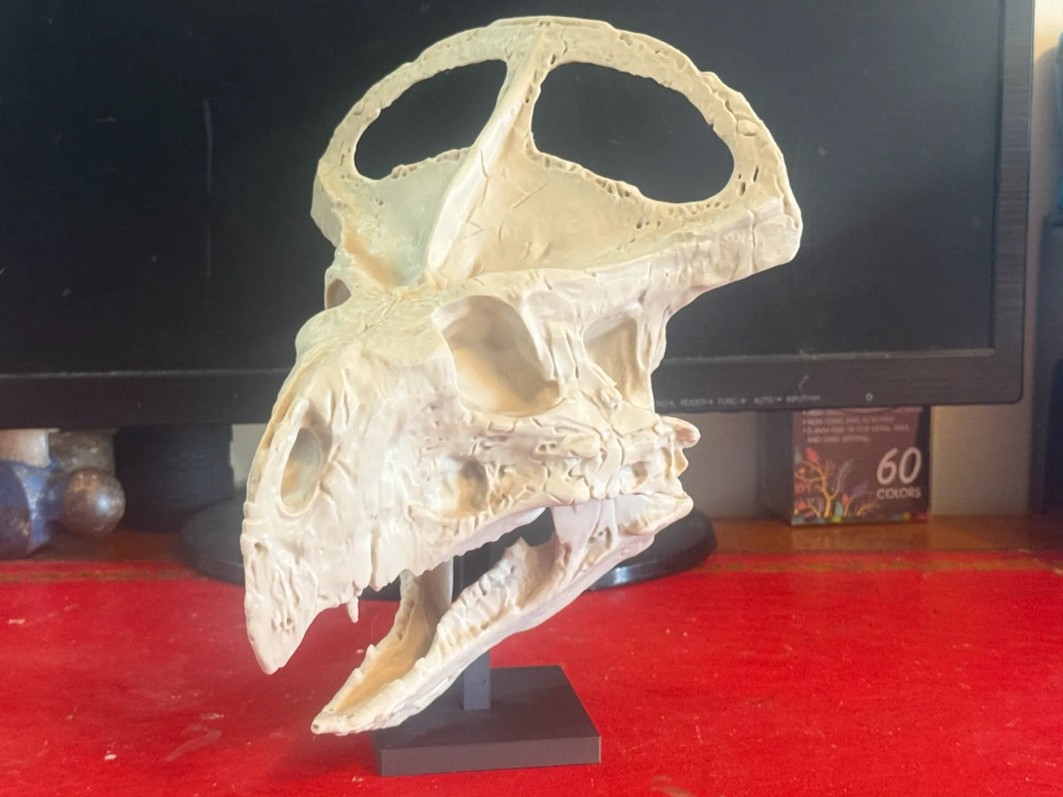 Crâne de Protoceratops – Fossile de dinosaure cératopsien - Maquette Print
