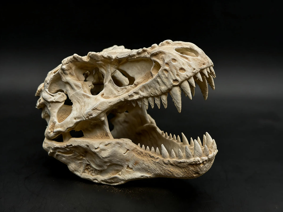 Fossile de crâne de Tyrannosaure Rex - Maquette Print