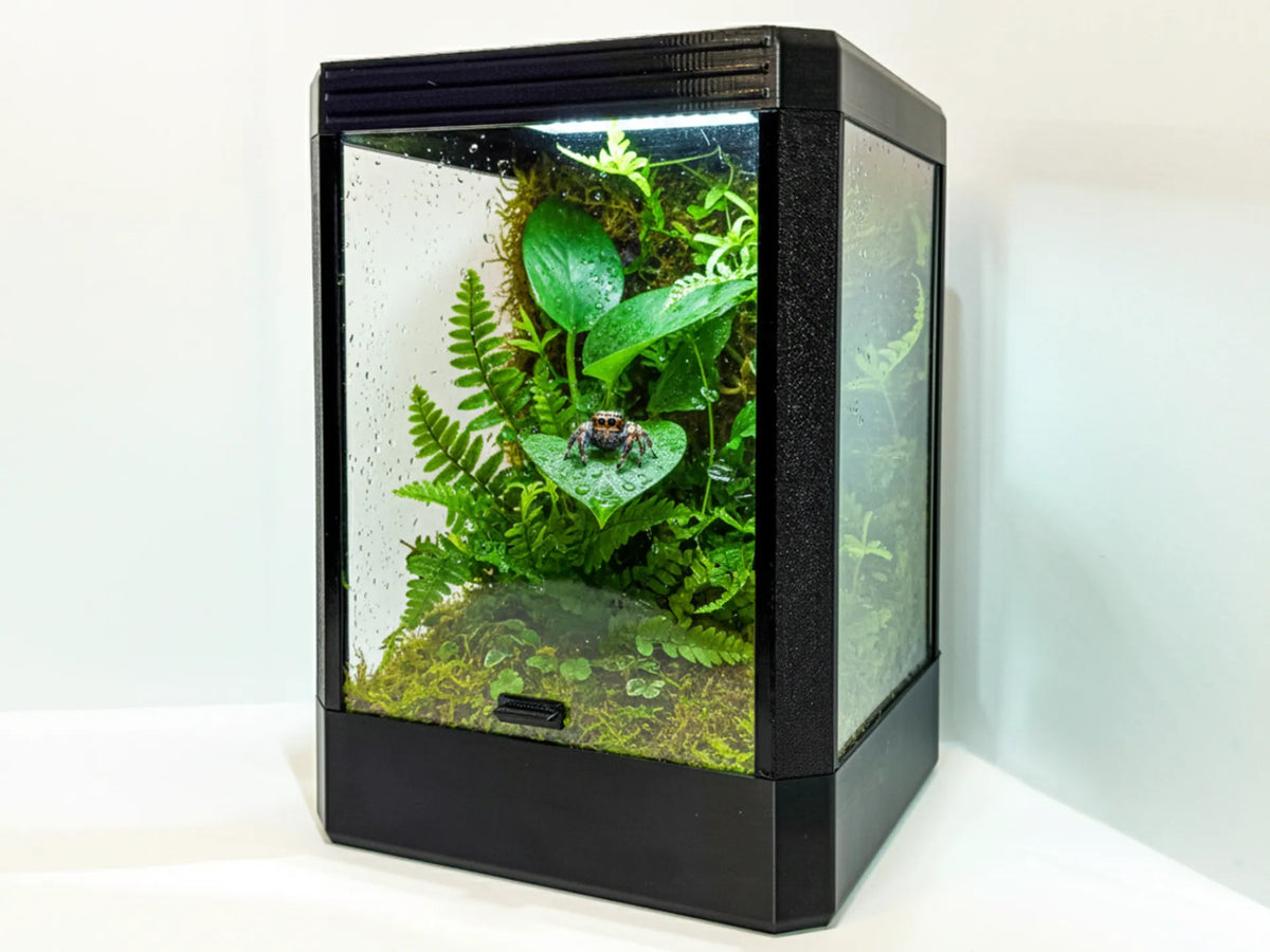 Terrarium pour araignée sauteuse - Pet Print