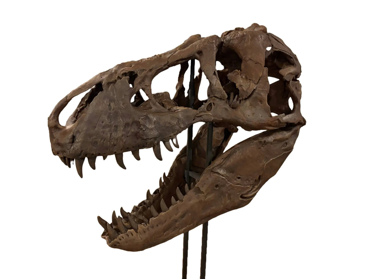 Réplique de crâne de Trex XXXL — Échelle 2/3 — Numérisation de fossile - Maquette Print