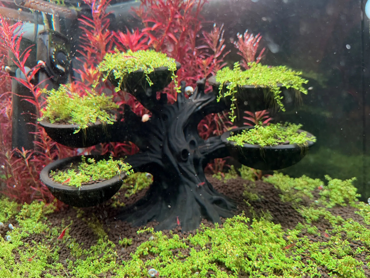 Bonsaï d'aquarium - l'arbre à planter - Pet Print