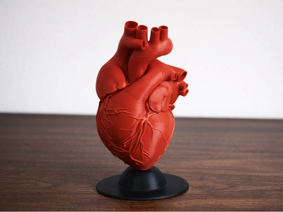 Modèle de Cœur Humain - Science Print
