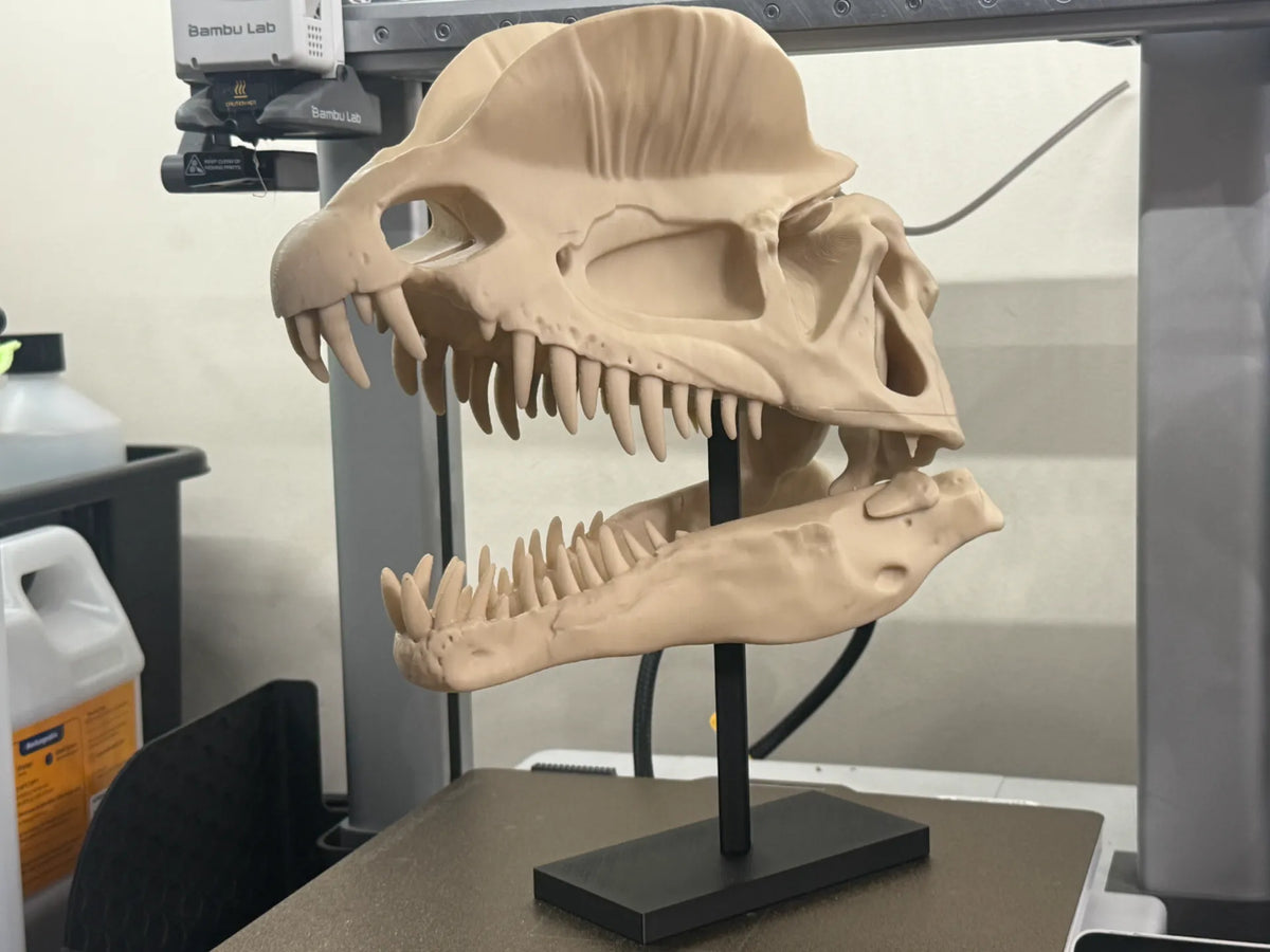 Fossile de crâne de Dilophosaurus – Réplique de 250mm - Maquette Print