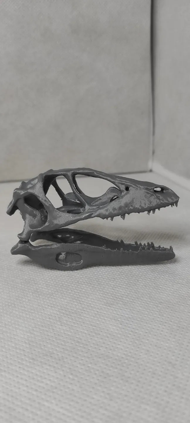 Crâne de Deinonychus (Raptor) – modèle 2 - Maquette Print