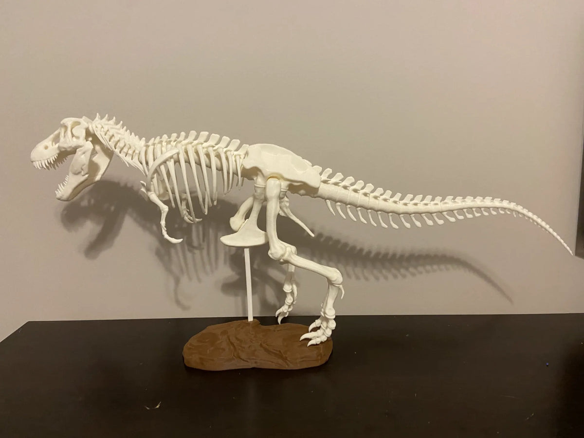 Squelette de T. rex renforcé - corrigé - Maquette Print