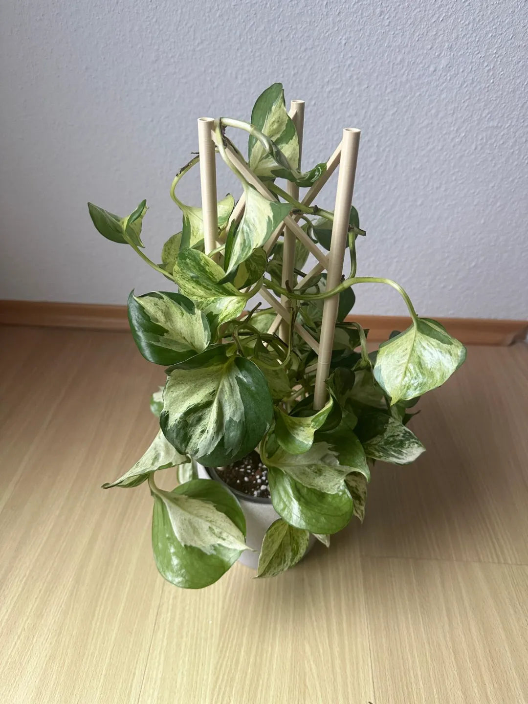 Aide à l'escalade des plantes - Outdoor Print