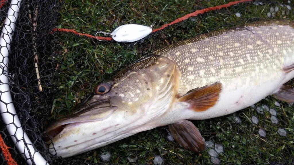 Cuiller à pêche / leurre pour brochet - Outdoor Print