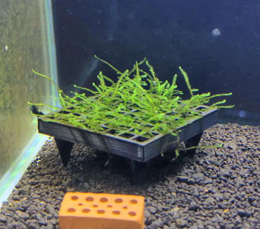 Aquarium à mousse - Pet Print