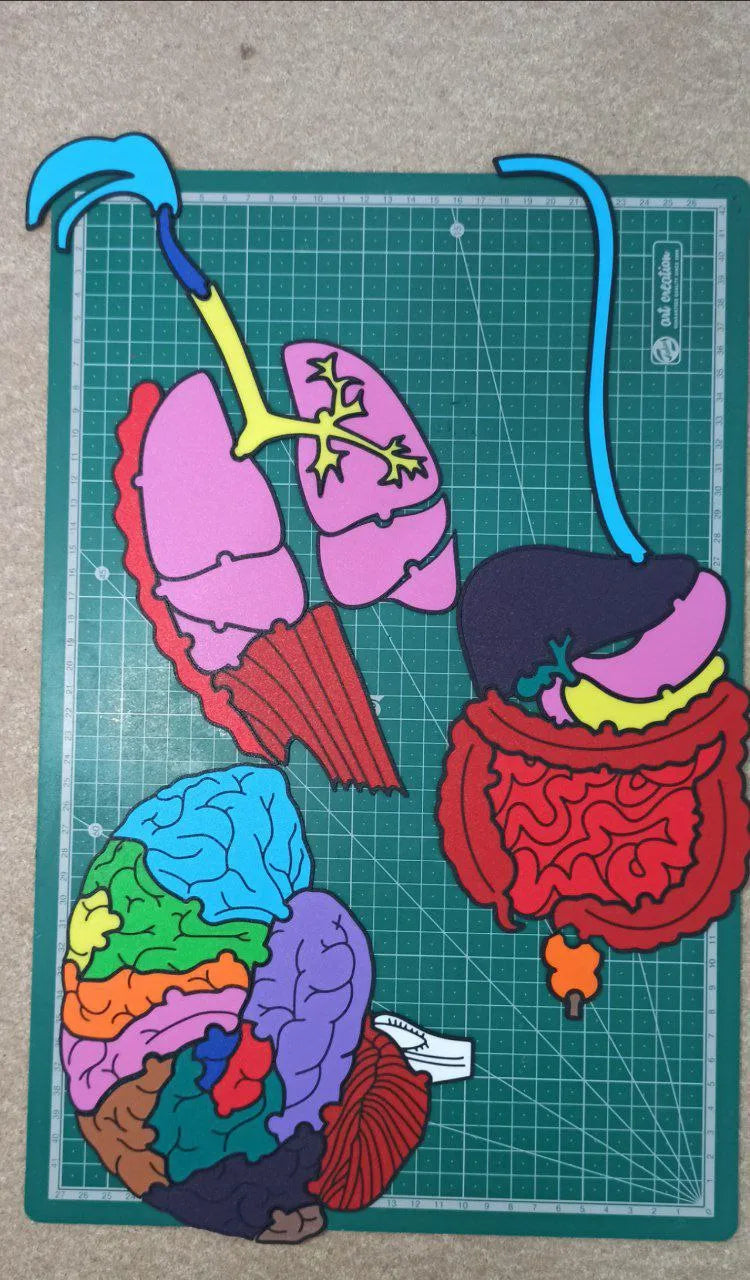 Puzzles d'anatomie pour enfants - Bébé Print