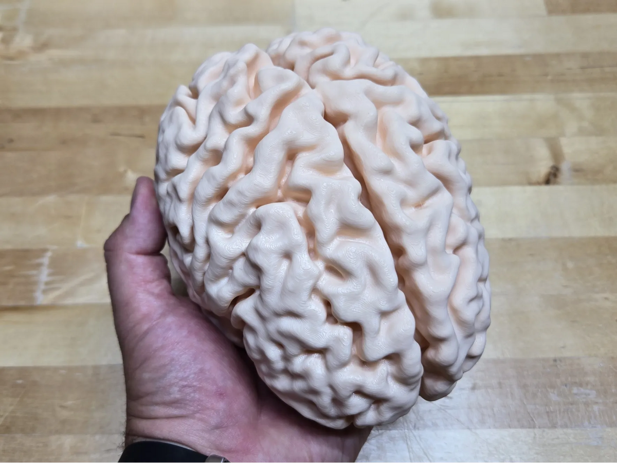 Cerveau humain à l'échelle réelle à partir d'une IRM (mon propre cerveau) - Science Print