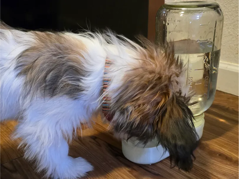 Distributeur d'eau pour petits animaux de compagnie - Pet Print