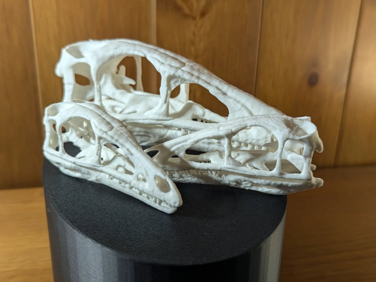 Crâne de dinosaure Compsognathus - Maquette Print