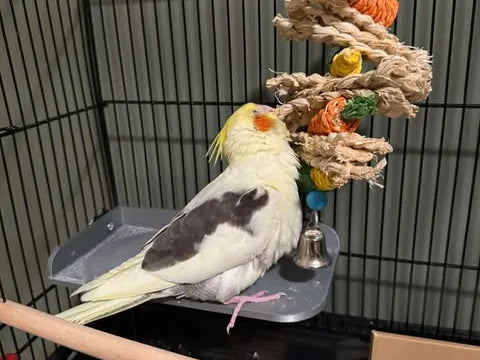 Plateforme pour cage à oiseaux - Pet Print