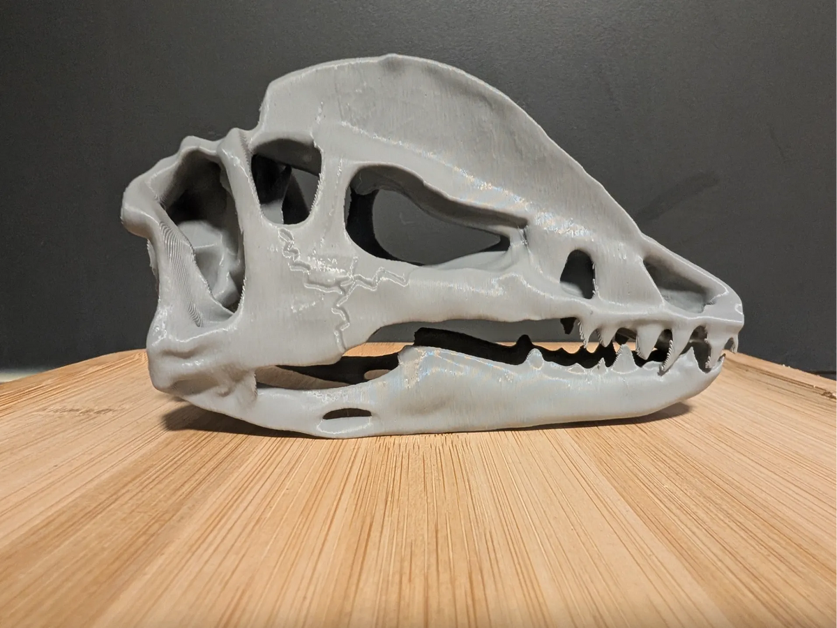 Crâne de Dilophosaurus, dinosaure - Maquette Print