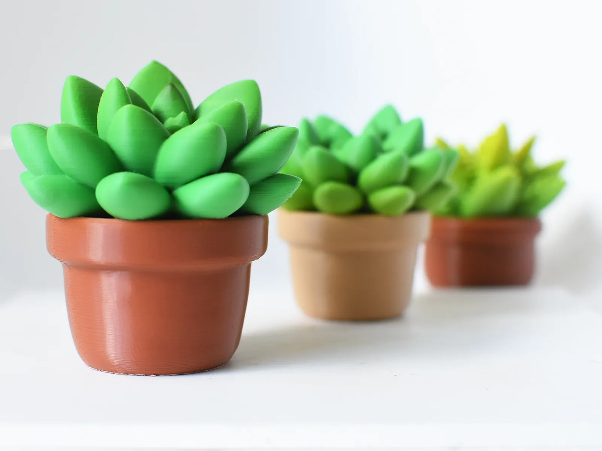 Pot à plantes succulentes décoratif C - Cadeau Print
