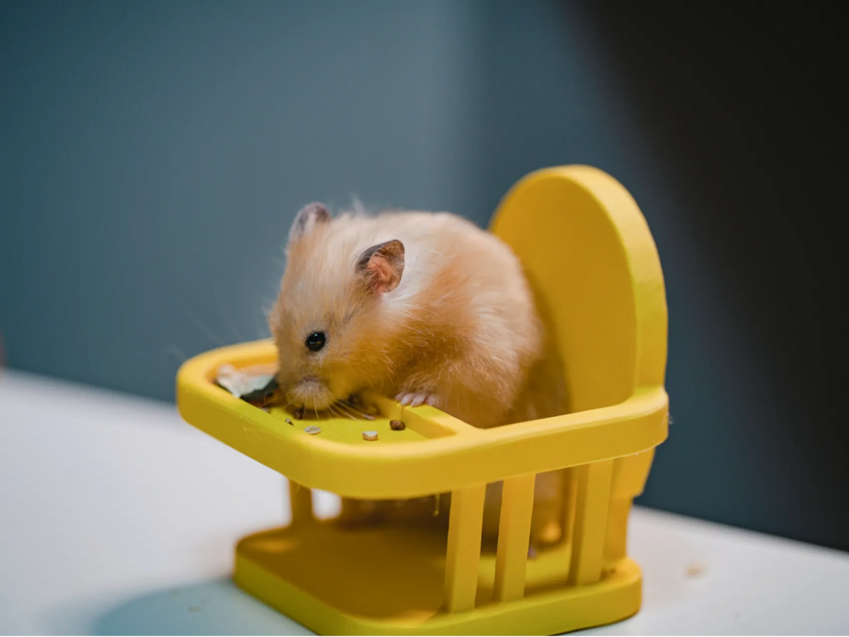 Chaise pour bébé hamster - Pet Print