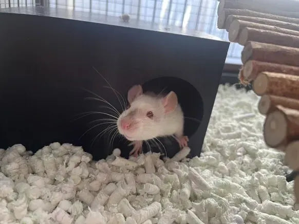 Maison modulaire pour rats Abri pour rats Dumbo et petits animaux de compagnie - Pet Print
