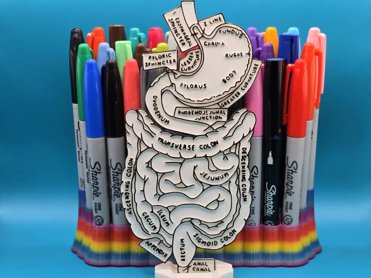 Artisanat éducatif de coloriage d'anatomie abdominale de l'estomac - Science Print