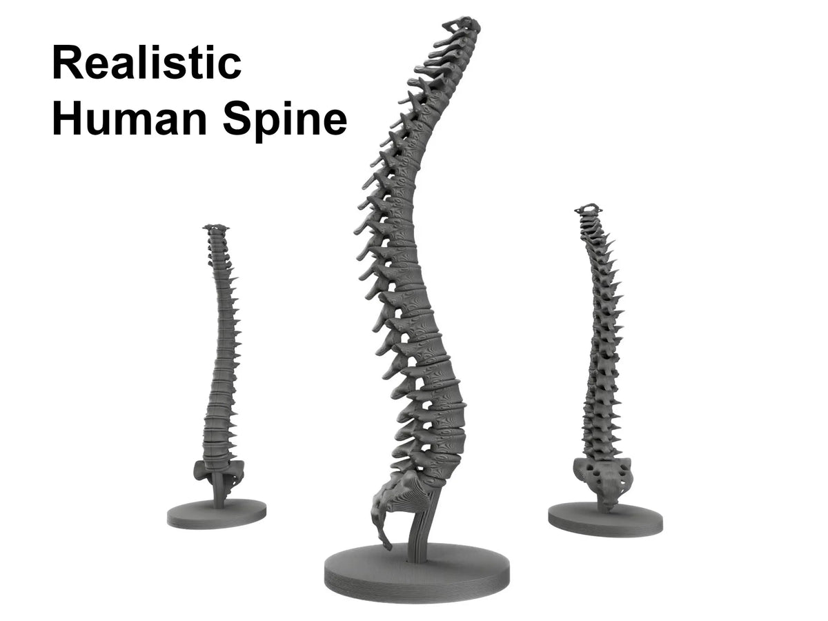 Modèle réaliste de colonne vertébrale humaine - Science Print