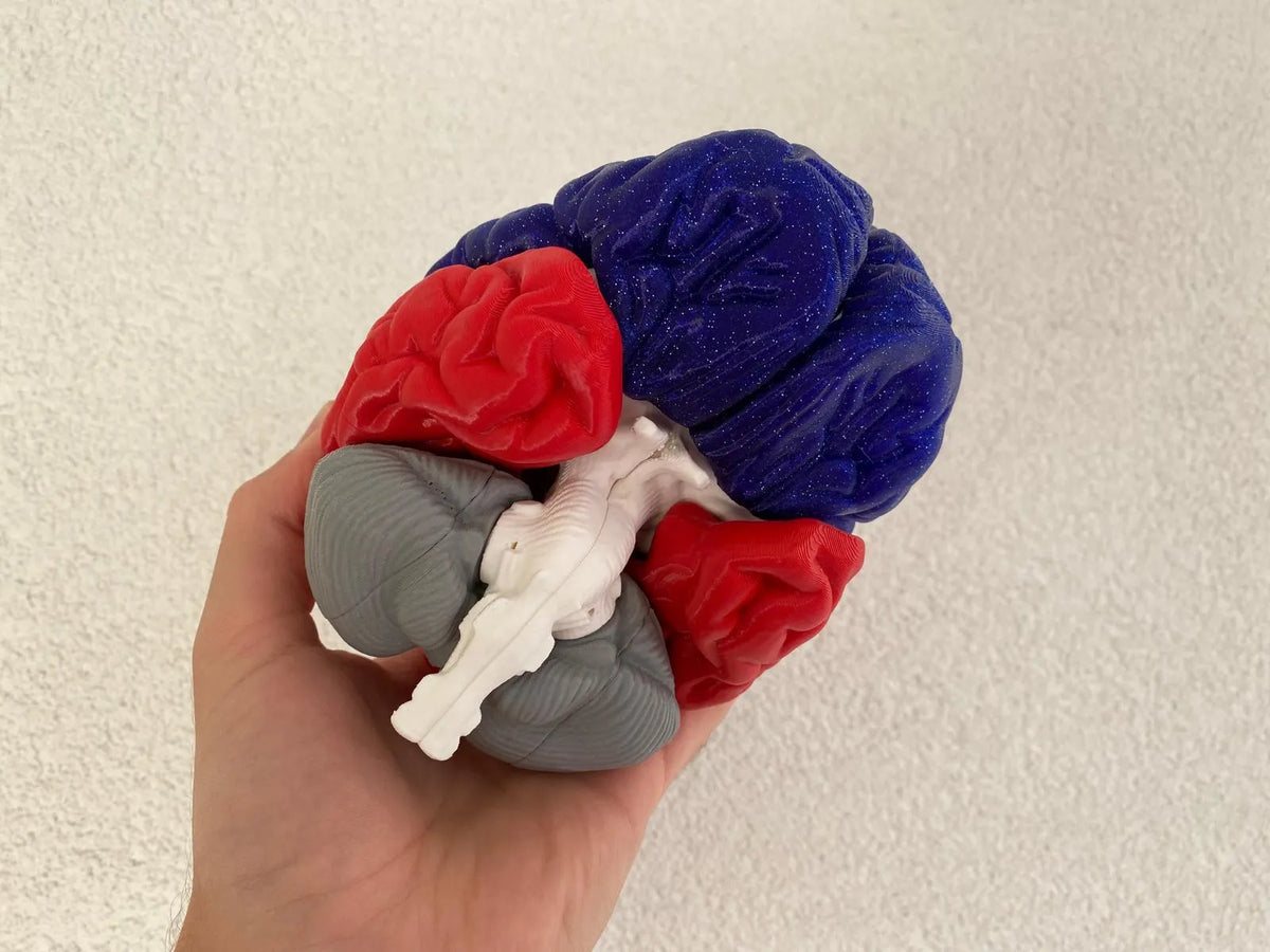 Cerveau - Science Print