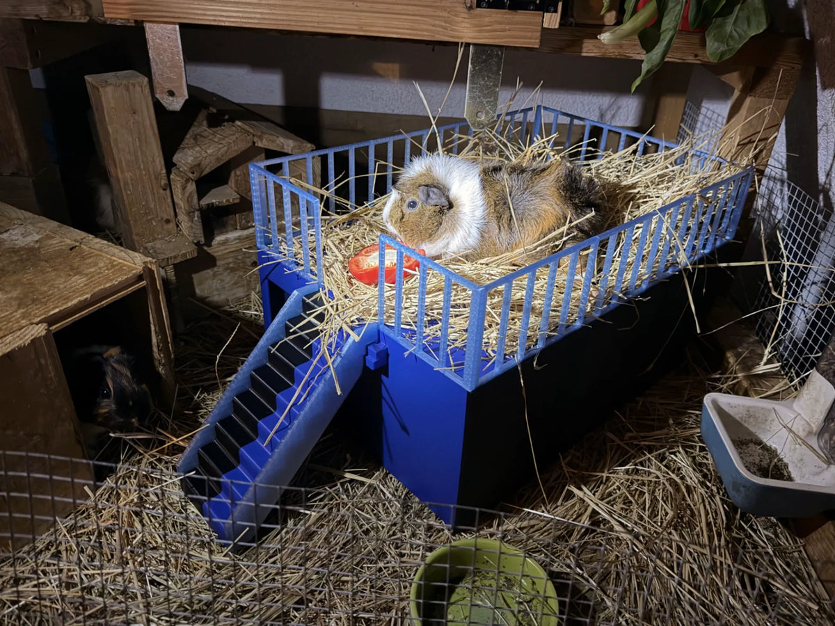 Grande maison pour cochon d'Inde avec échelle et jardin sur le toit - Pet Print
