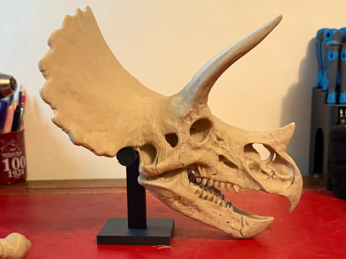 Support de présentation de crâne de Tricératops (Ajustement par pression) - Maquette Print