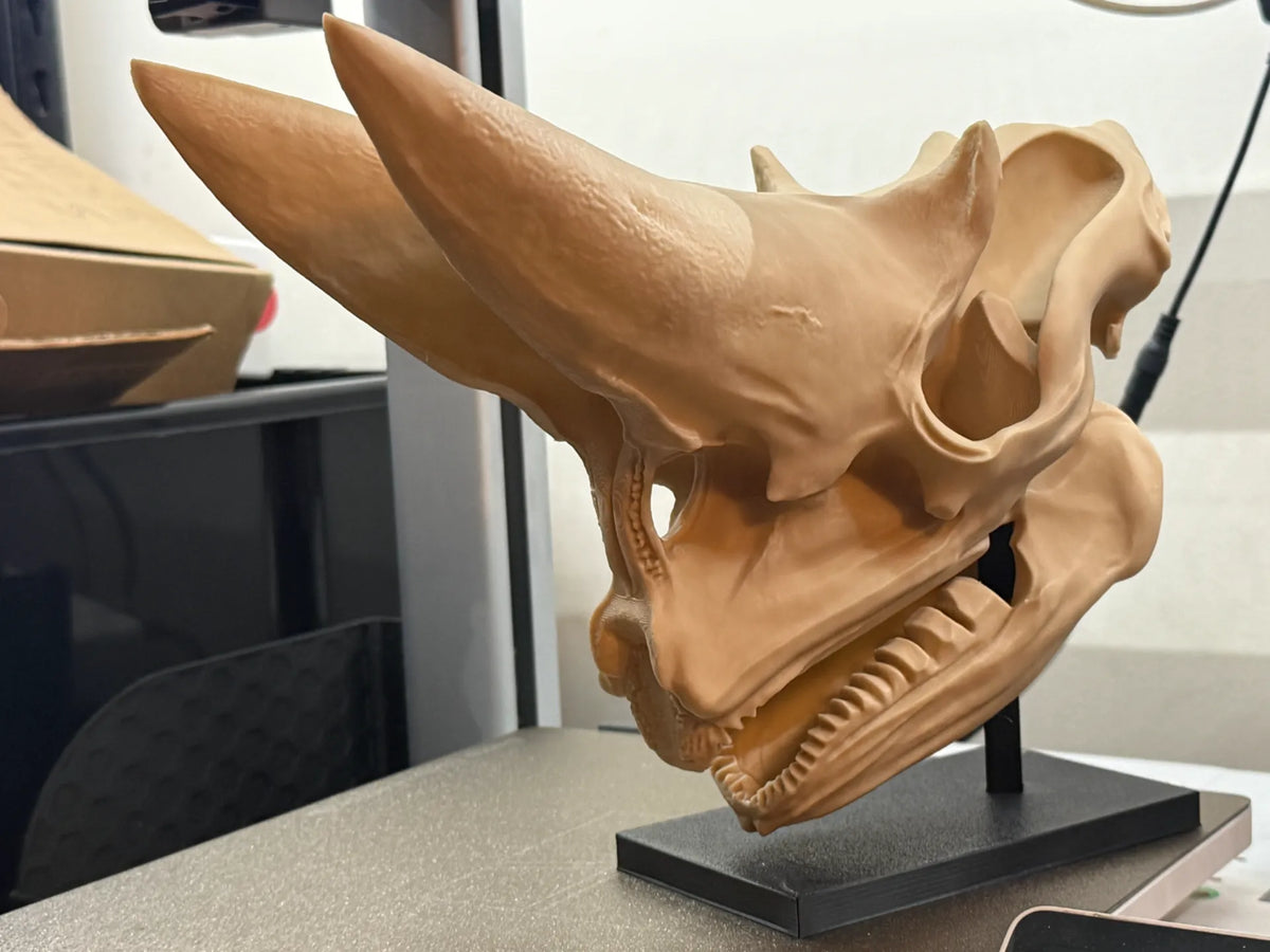 Crâne d'Arsinoitherium – Réplique fossile de 250 mm - Maquette Print