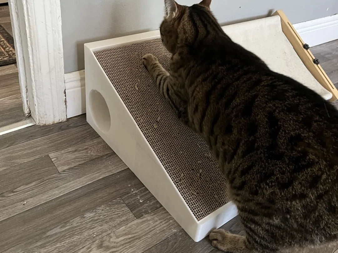 Griffe à chat - Pet Print