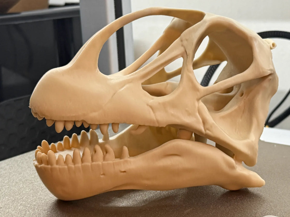 Crâne de Camarasaurus – Réplique fossile de 180 mm - Maquette Print